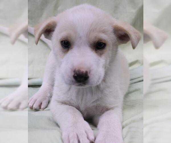 Medium Photo #1 Mutt Puppy For Sale in Thief River Falls, MN, USA