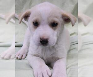 Mutt Dogs for adoption in Thief River Falls, MN, USA