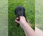 Small Photo #8 Labrador Retriever Puppy For Sale in FLAGLER, CO, USA