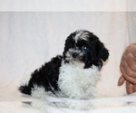 Small #4 ShihPoo
