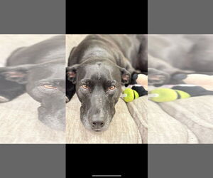 Labrador Retriever-Unknown Mix Dogs for adoption in Fort Collins, CO, USA