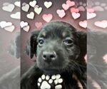 Small #1 Chiweenie