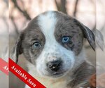 Small Photo #1 Basset Hound-Border Collie Mix Puppy For Sale in Huntley, IL, USA