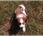 Small Photo #7 Papillon Puppy For Sale in OLA, AR, USA