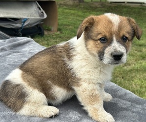 Pembroke Welsh Corgi Puppy for Sale in DRAKESVILLE, Iowa USA