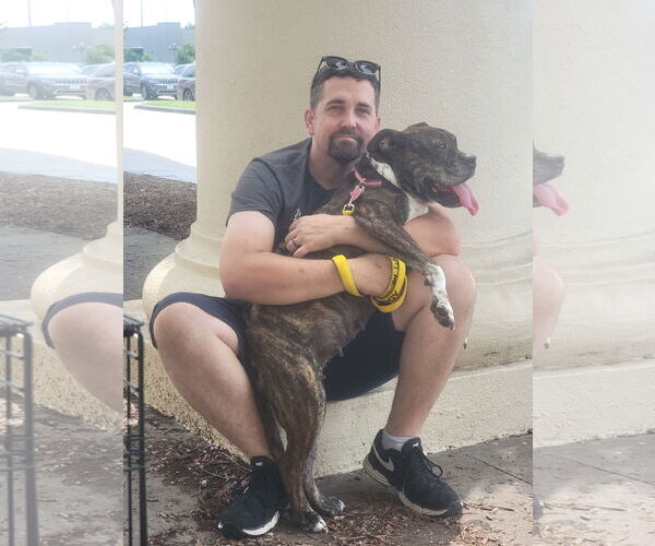Medium Photo #20 Boxer-Unknown Mix Puppy For Sale in The Woodlands, TX, USA