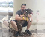 Small #19 Boxer Mix