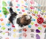 Small #2 Shih Tzu