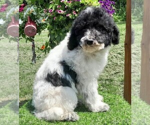 Australian Labradoodle-Poodle (Standard) Mix Puppy for sale in MILLVILLE, MN, USA