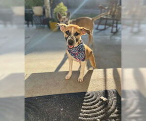 Bogart - Male Mutt Dog for Adoption - Photo #17