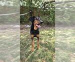 Small #1 Doberman Pinscher-Greyhound Mix