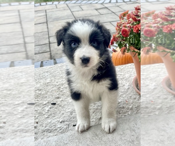 Medium Photo #11 Australian Shepherd Puppy For Sale in LODA, IL, USA