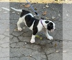 Small #2 American Bulldog