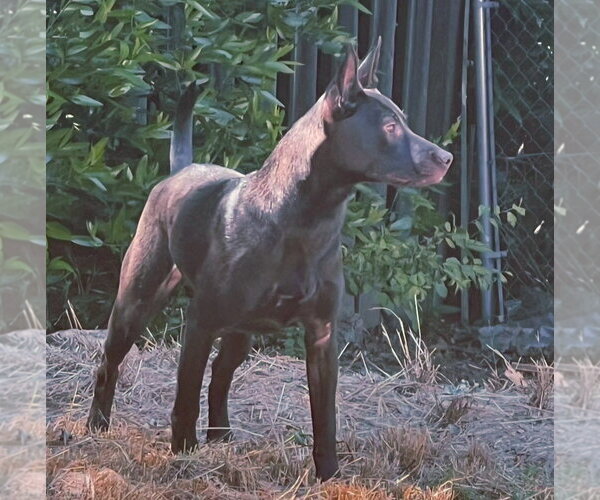 Medium Photo #6 Labrador Retriever-Unknown Mix Puppy For Sale in Fallbrook, CA, USA