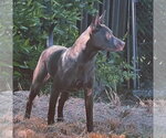 Small #5 Labrador Retriever Mix