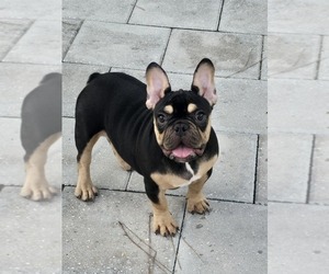 French Bulldog Puppy for sale in NORTH PORT, FL, USA