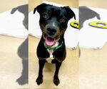 Small Rottweiler-American Pit Bull Terrier