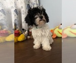 BichPoo puppies - Male Bichpoo Puppy for Sale - Photo #15