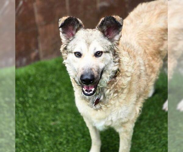 Medium Photo #3 Mutt Puppy For Sale in San Diego, CA, USA