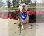 Small #9 American Pit Bull Terrier Mix