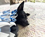 Small #4 Chihuahua Mix