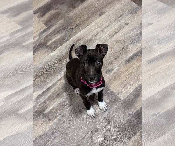 Medium Photo #1 Retriever -Unknown Mix Puppy For Sale in Woodbury, NY, USA