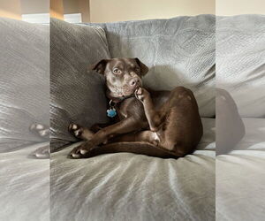 Nallah - Female American Staffordshire Terrier-Labrador Retriever Mix Dog for Adoption - Photo #7