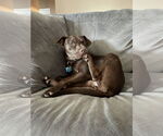 Small #6 American Staffordshire Terrier-Labrador Retriever Mix