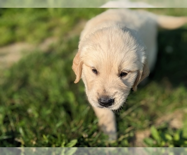 Medium Photo #6 Golden Retriever Puppy For Sale in WOOSTER, OH, USA