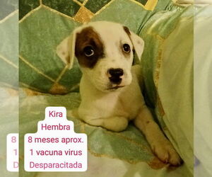 Jack Russell Terrier-Unknown Mix Dogs for adoption in Jefferson, NJ, USA