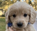 Puppy Mr Navy English Cream Golden Retriever-Poodle (Toy) Mix