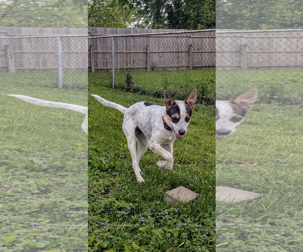 Medium Photo #3 Mutt Puppy For Sale in Plainfield, IL, USA