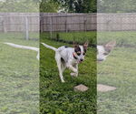 Small #2 Mutt