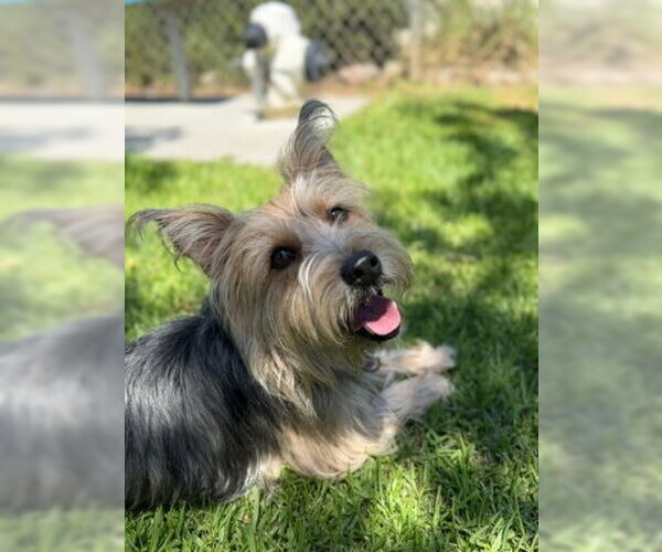Medium Photo #1 Mutt Puppy For Sale in Ventura, CA, USA