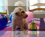 Small Photo #4 Goldendoodle Puppy For Sale in S WALES, NY, USA