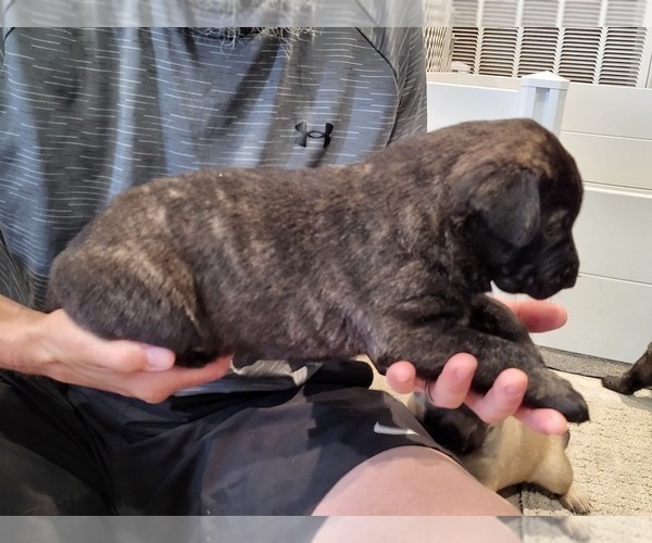 Medium Photo #1 Dutch Shepherd Dog Puppy For Sale in LEANDER, TX, USA