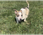 Small #3 Chiweenie