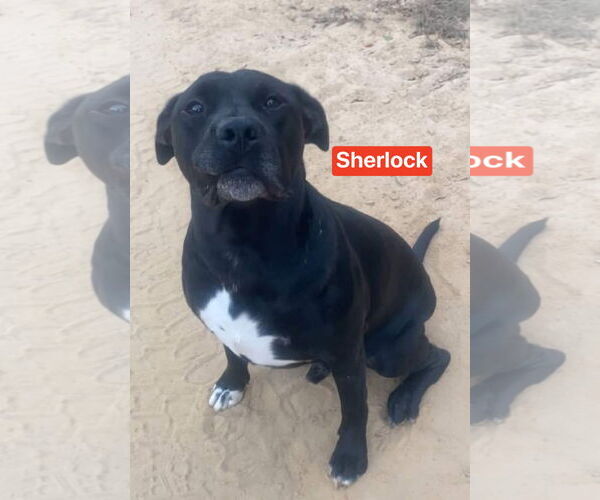 Medium Photo #4 Mutt Puppy For Sale in Ridgefield, CT, USA