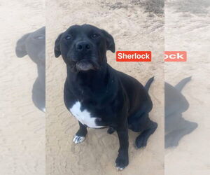 Sherlock - Male Mutt Dog for Adoption - Photo #4