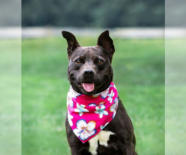 Medium Photo #6 Mutt Puppy For Sale in Unionville, PA, USA