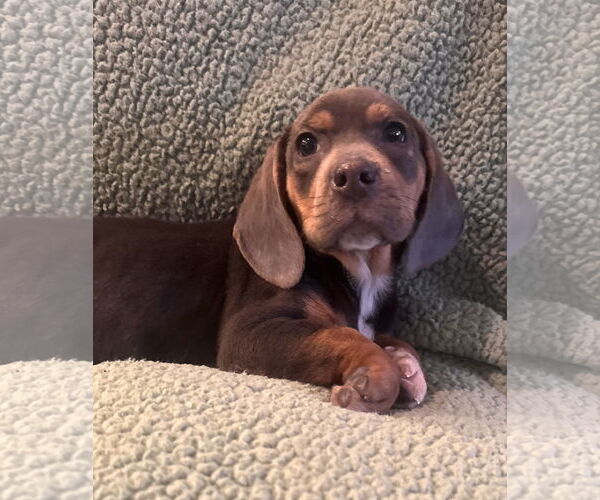 Medium Photo #7 Beagle-Unknown Mix Puppy For Sale in Pottstown, PA, USA