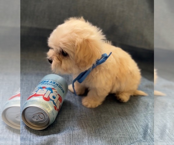Medium Photo #4 Pyredoodle (Toy) Puppy For Sale in BYRON, CA, USA
