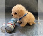 Small #3 Pyredoodle (Toy)