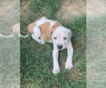 Small Photo #9 American Staffordshire Terrier-Unknown Mix Puppy For Sale in Brewster, NY, USA