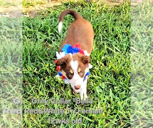 Medium Photo #10 Border Collie Puppy For Sale in BYBEE, TN, USA