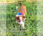Small #9 Border Collie