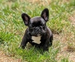 Small #1 French Bulldog