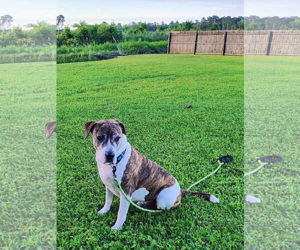 Medium Photo #8 American Staffordshire Terrier-Boxer Mix Puppy For Sale in Myrtle Beach, SC, USA