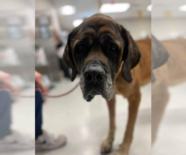 Medium Photo #1 Mastiff Puppy For Sale in Edmond, OK, USA