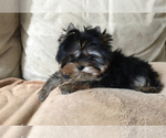 Small Photo #4 Yorkshire Terrier Puppy For Sale in ROANOKE, VA, USA